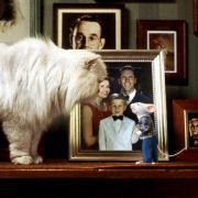 Stuart Little - galeria zdjęć - filmweb