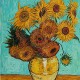 Miss_Sunflower