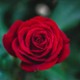 Natalis_Elisabeth6002