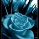 Becia_9